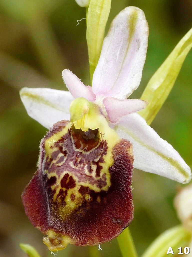 Ophrys dinarica (=Ophrys personata)  in Abruzzo